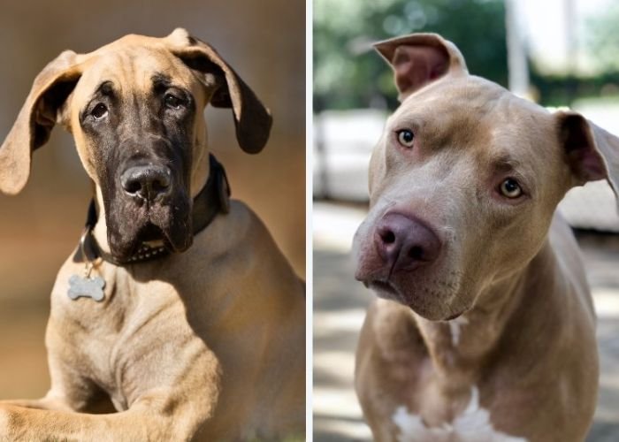 What's the Size Difference Between a Great Dane Pitbull Mix and a Bulldog?