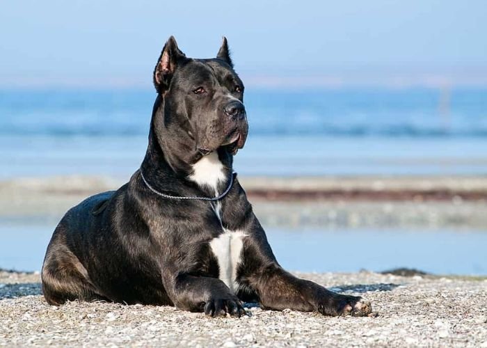 What's the history of the Cane Corso Pitbull mix?