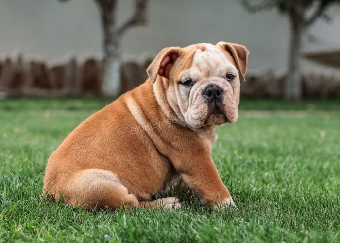 How much shedding can I expect from my Bulldog?