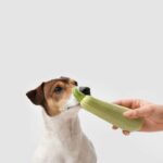 Can Dogs eat raw or cooked zucchini?