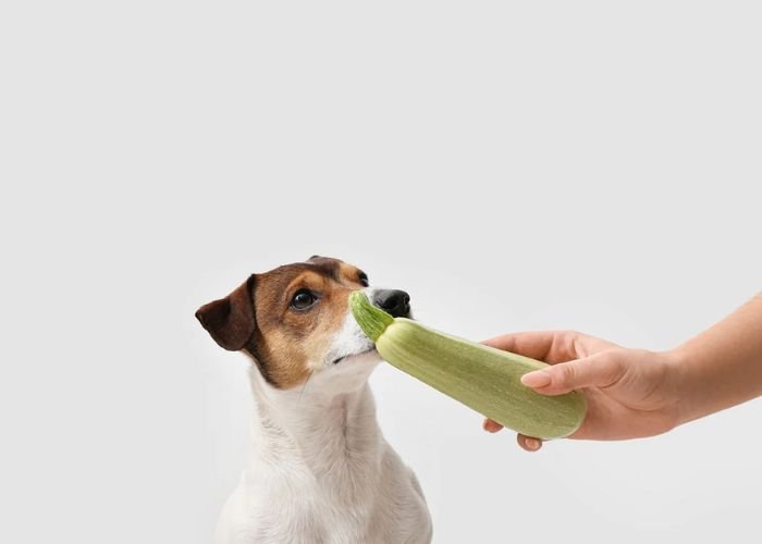 Can Dogs eat raw or cooked zucchini?